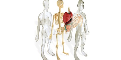Огляд анатомічного конструктора Human Anatomy