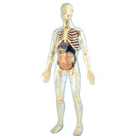 Конструктор анатомічний Human Anatomy, 56 см (45 деталей)