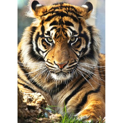 Алмазна мозаїка Strateg ПРЕМІУМ Суматранський тигр без підрамника розміром 30х40 см (GD75271)